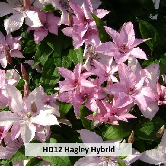 HD12- Hagley Hybrid