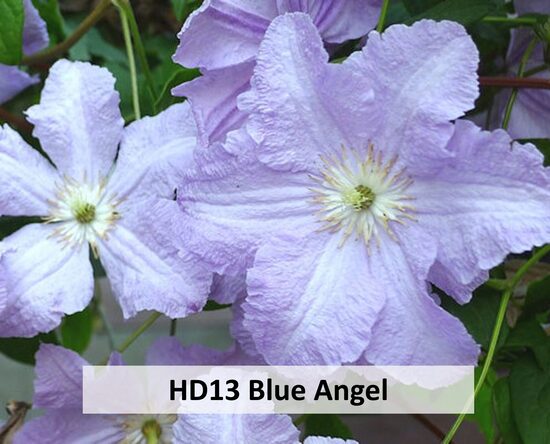 HD13-Blue Angel'