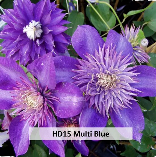 HD15-MULTI BLUE