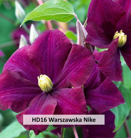 HD16-Warszawska Nike