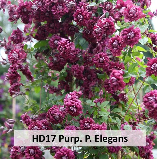 HD 17- Purp. P. Elegans