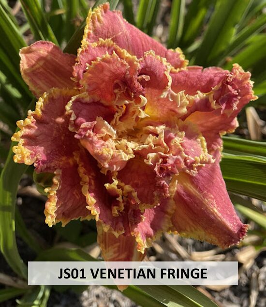 JS01 VENETIAN FRINGE