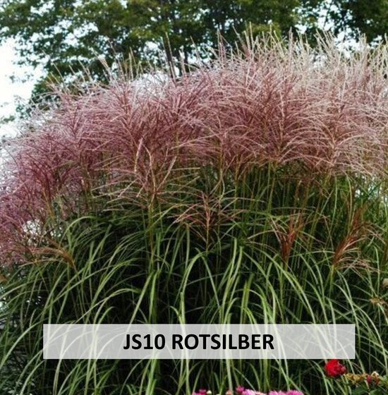JS10 ROTSILBER