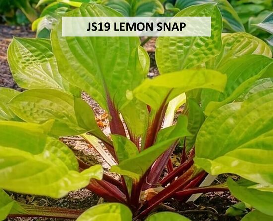JS19 LEMON SNAP(Hosta)