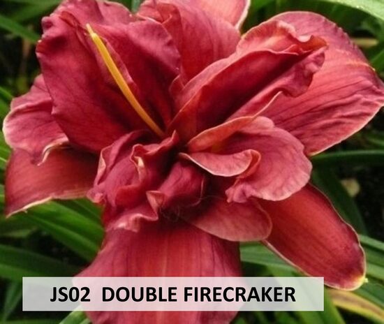 JS02 DOUBLE FIRECRAKER