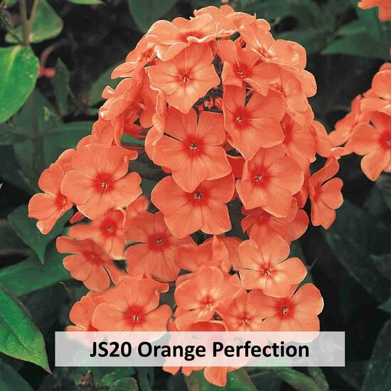JS20 Orange Perfection