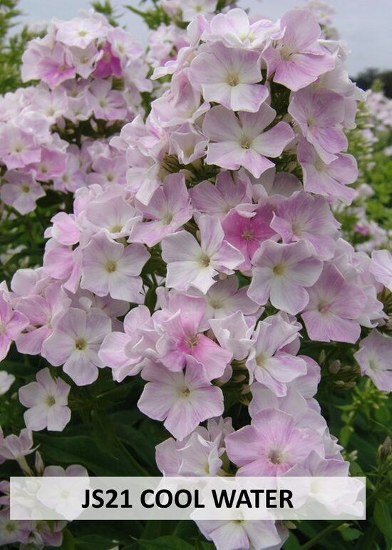 JS21 COOL WATER