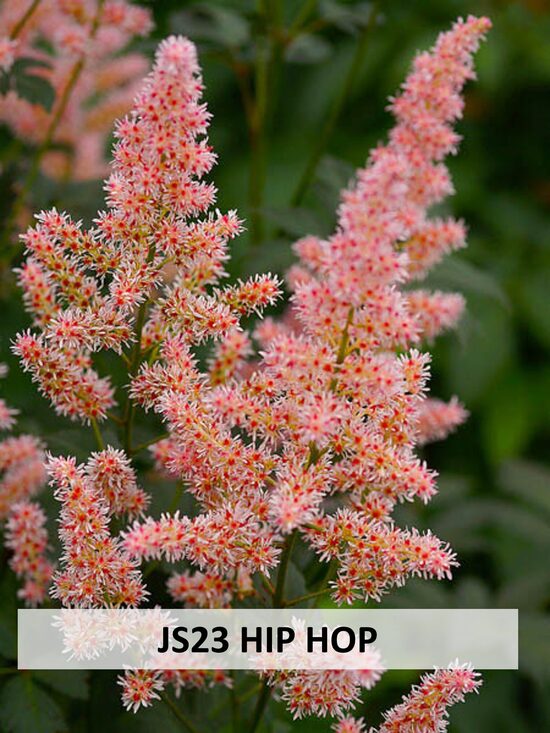 JS23 HIP HOP