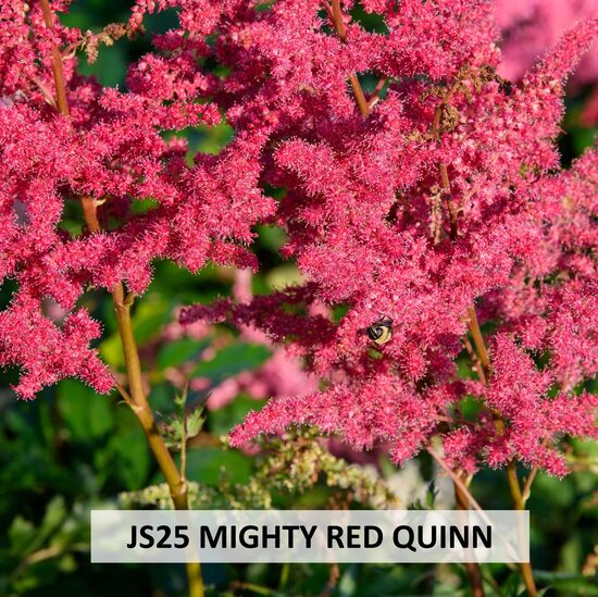 JS25 MIGHTY RED QUINN