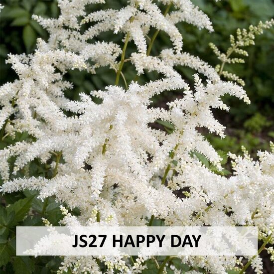 JS27 HAPPY DAY
