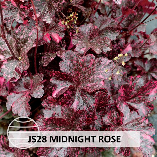 JS28 MIDNIGHT ROSE