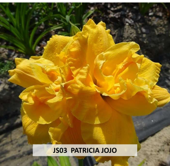 JS03 PATRICIA 