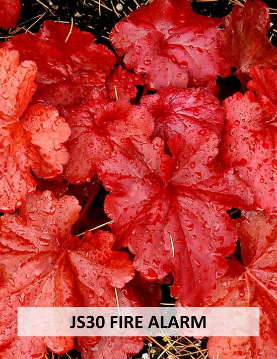 JS30 FIRE ALARM