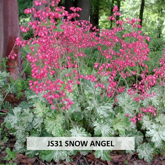 JS31 SNOW ANGEL
