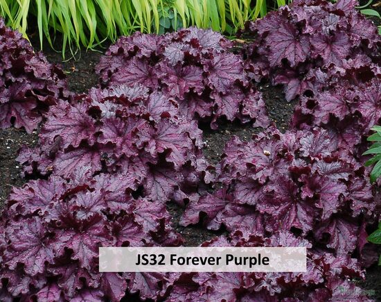 JS32 Forever Purple