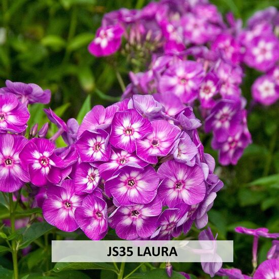 JS35 LAURA