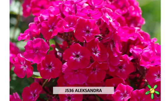 JS36 ALEKSANDRA