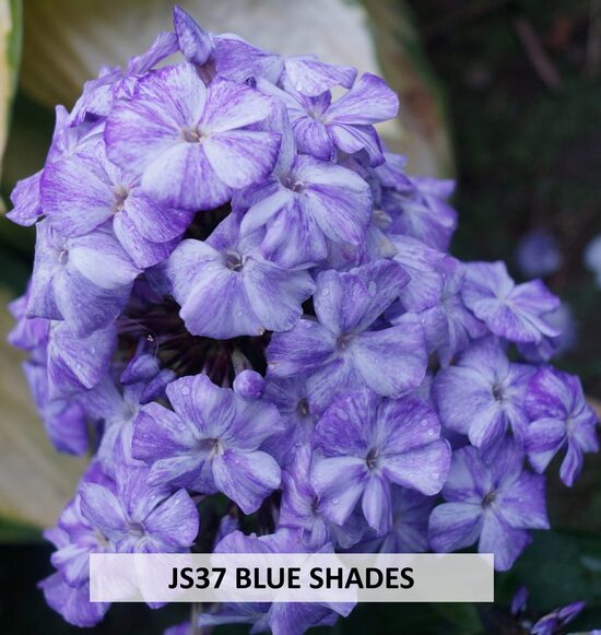 JS37 BLUE SHADES
