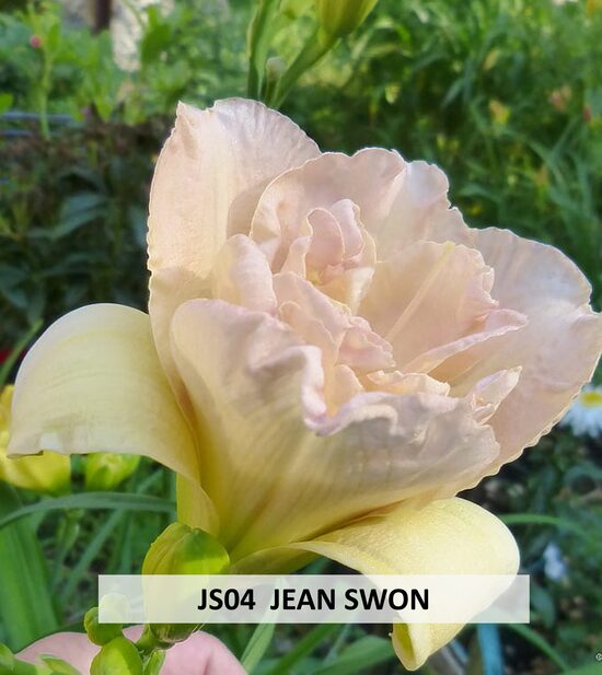 JS04 JEAN SWON