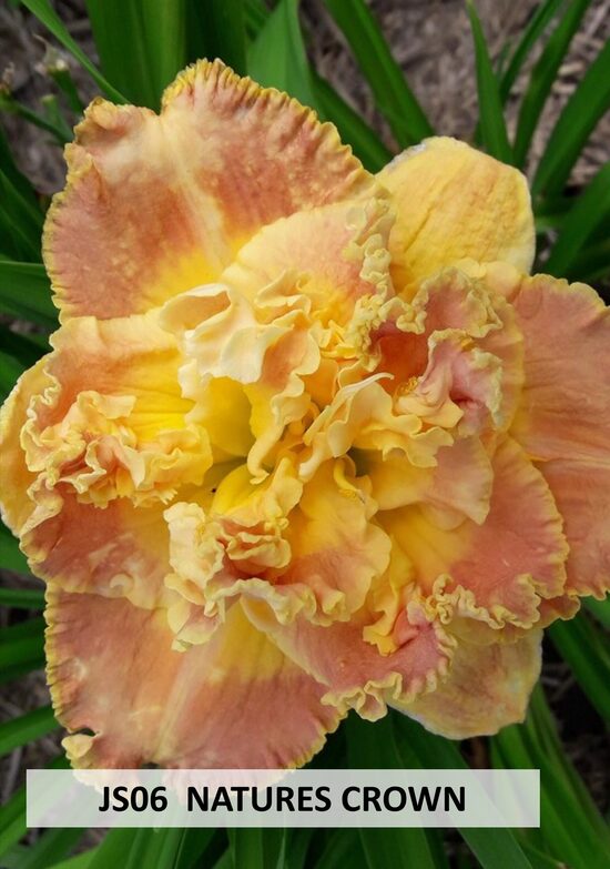 JS06 NATURES CROWN
