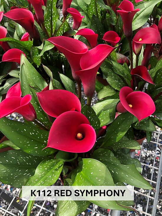 K112 RED SYMPHONY