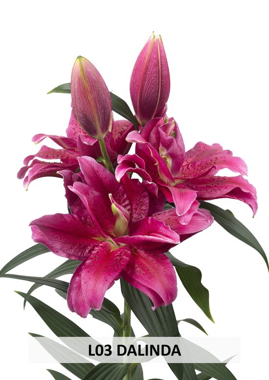 L03 DALINDA 