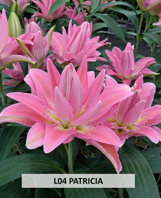 L04 PATRICIA 
