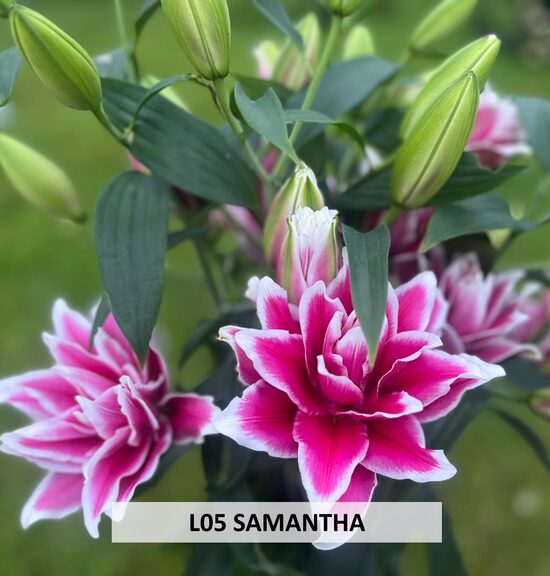 L05 SAMANTHA 