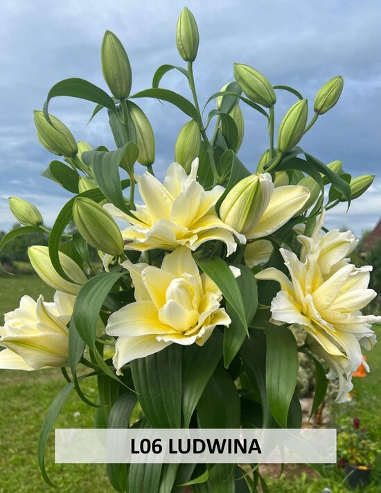 L06 LUDVINA
