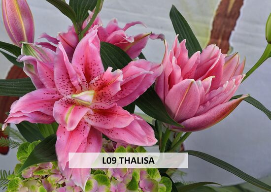 L09 THALISA