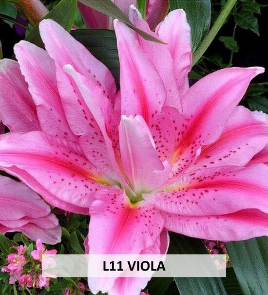 L11 VIOLA