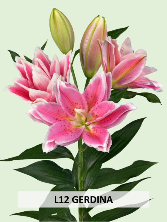 L12 GERDINA 
