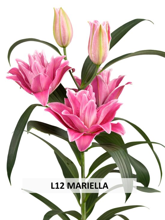 L12 MARIELLA