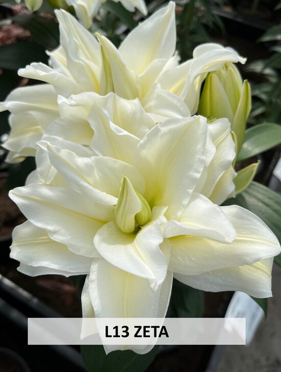L13 ZETA 