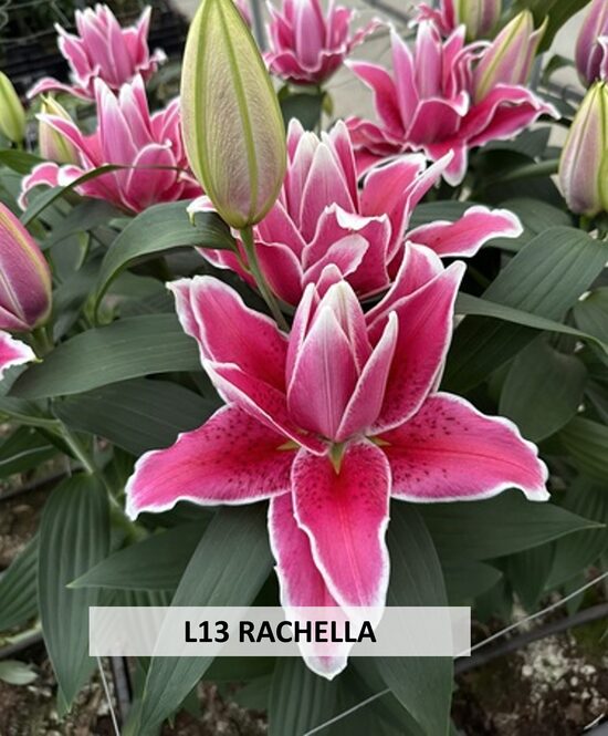 L13 RACHELLA
