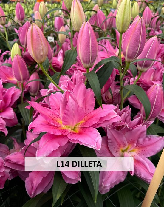 L14 DILLETA