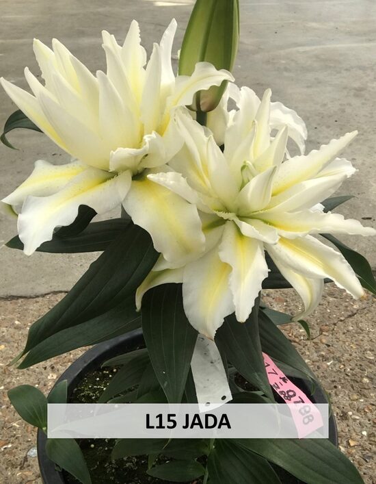 L15 JADA 