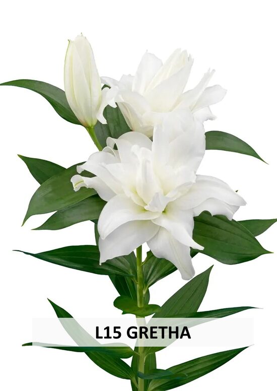 L15 GRETHA