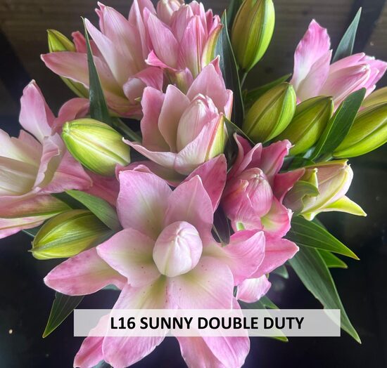 L16 SUNNY DOUBLE DUTY 