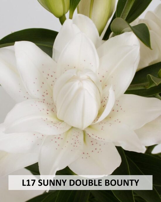 L17 SUNNY DOUBLE BOUNTY 