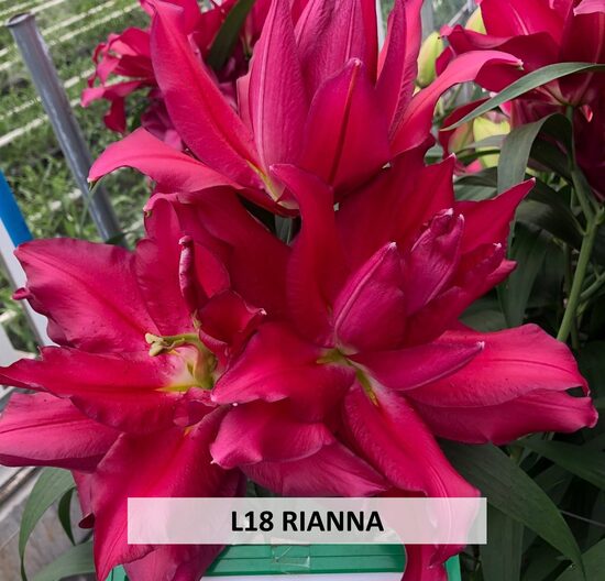 L18 RIANNA