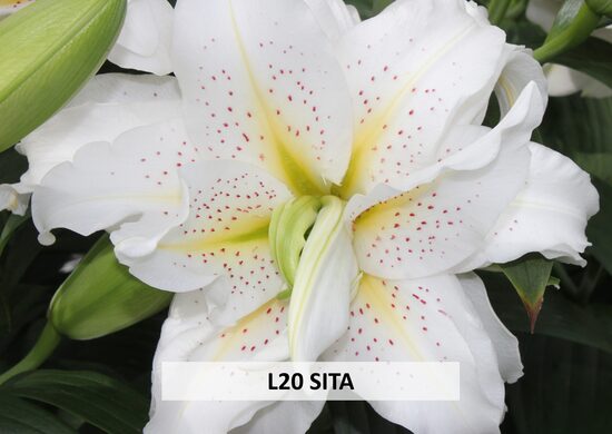 L20 SITA