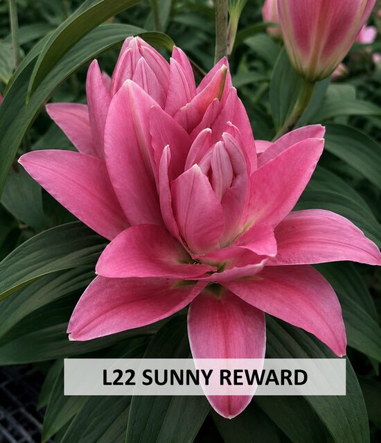 L22 SUNNY REWARD