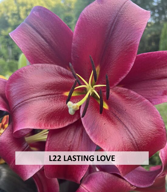 L22 LASTING LOVE