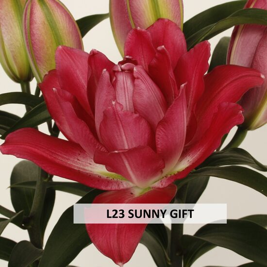 L23 SUNNY GIFT