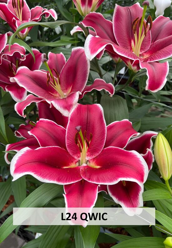 L24- QWIC
