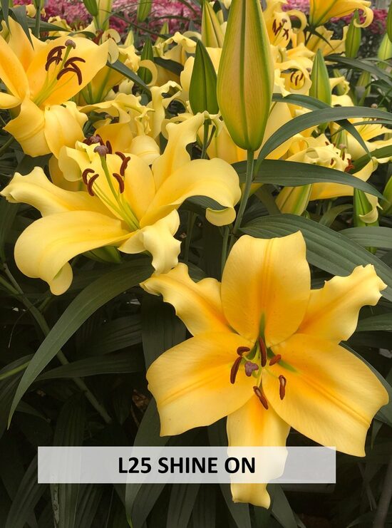 L25 SHINE ONE