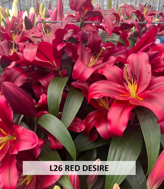 L26- RED DESIRE
