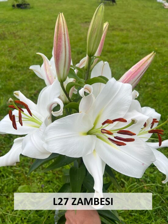 L27- ZAMBESI