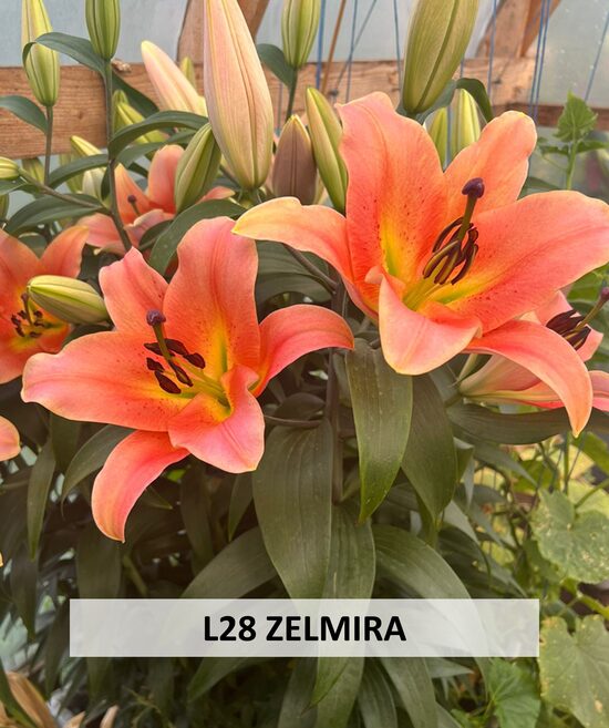 L28- ZELMIRA